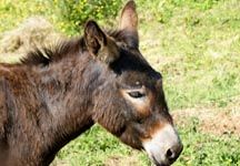 donkey41.jpg
