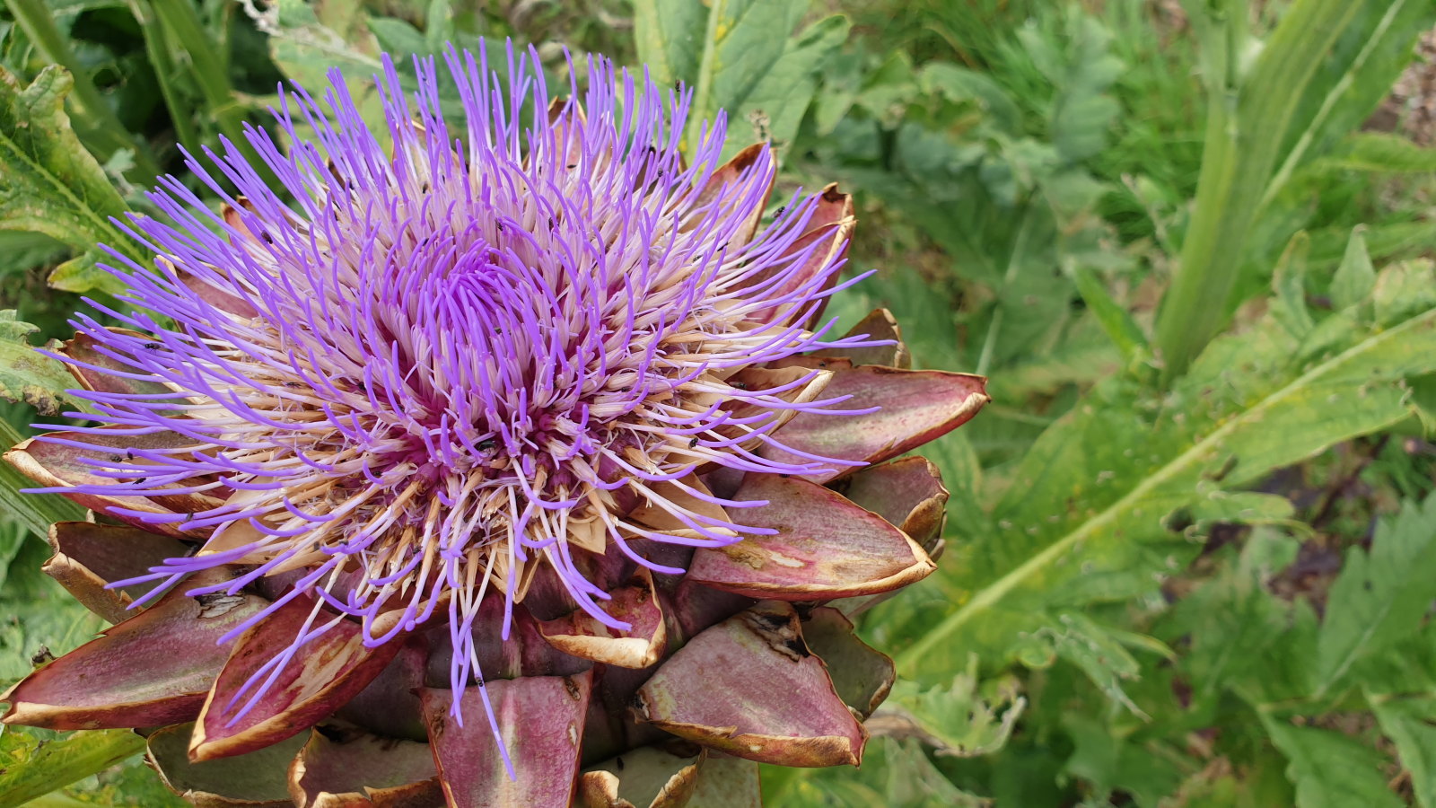 The flowering head of a towering cardoon