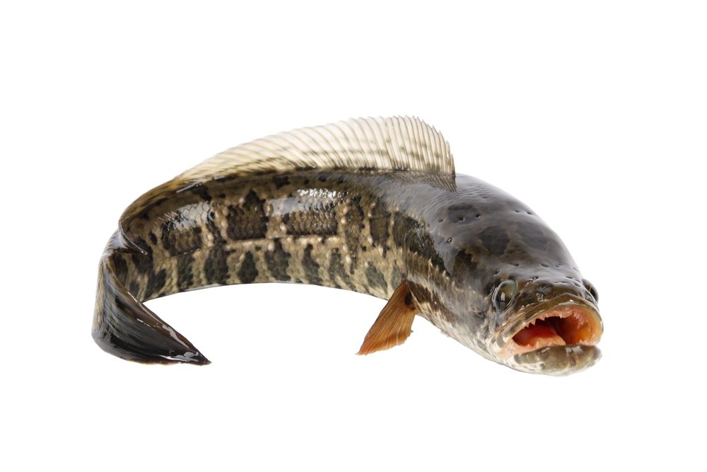 snakehead