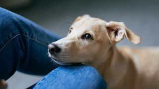 dog gazing at owner reasting head on knee