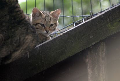 A European wildcat 