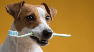 Dog with toothbrush in mouth with yellow background