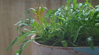 Rocket grown in a pot