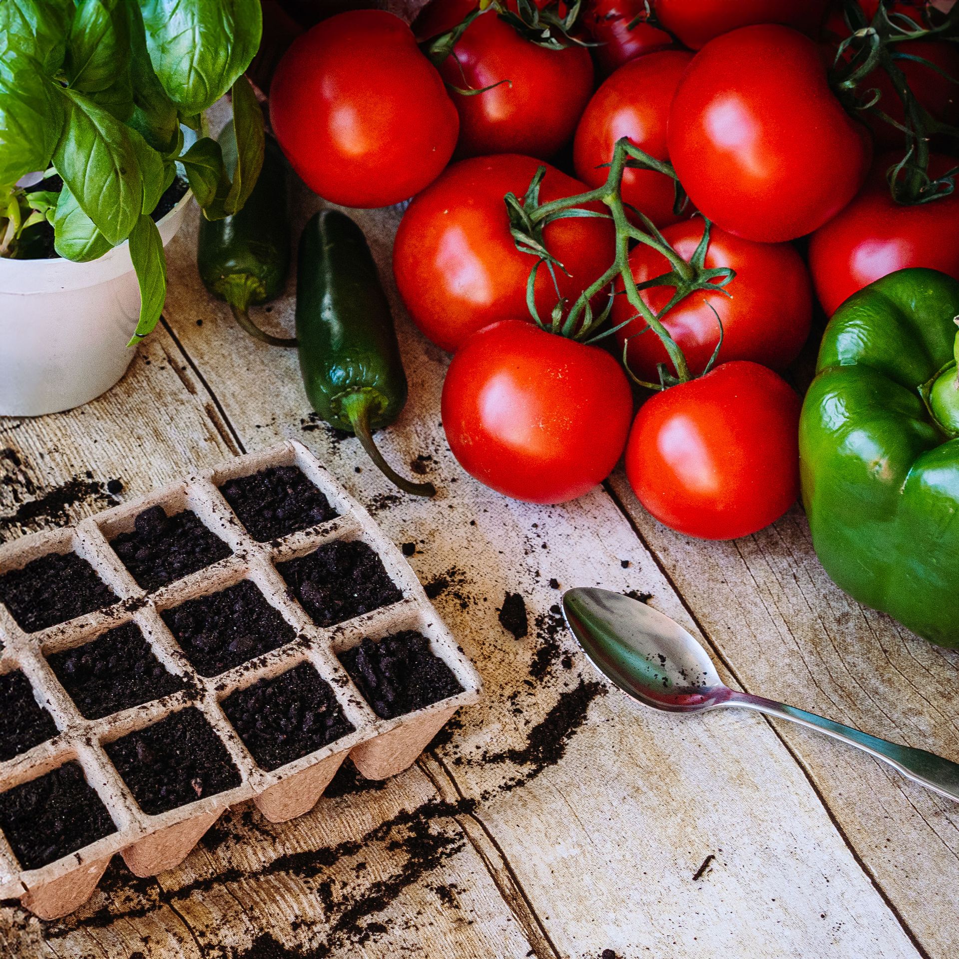 seed starting crops on wooden table with basil, tomatoes and peppers
