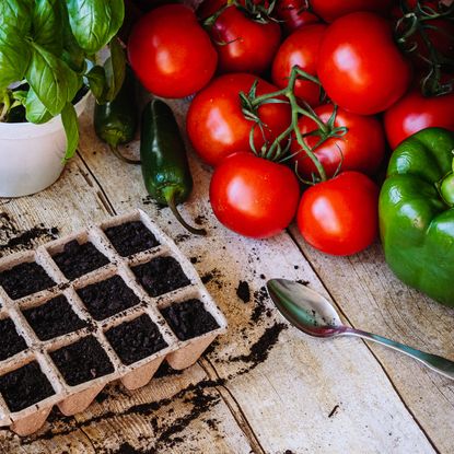 seed starting crops on wooden table with basil, tomatoes and peppers 