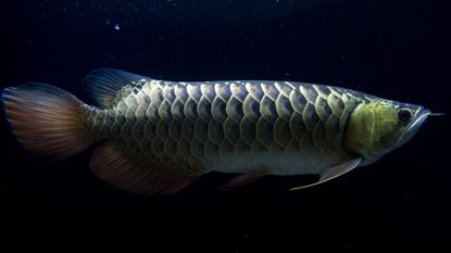 Golden and silver dragonfish