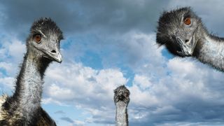 Three emu, New South Wales, Australia