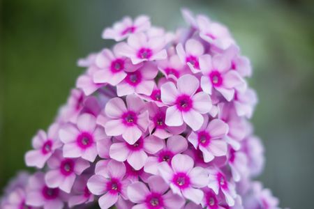 Pink Garden Phlox Plant