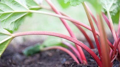 A rhubarb plant growing outside in garden soil