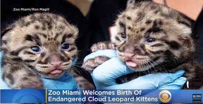 The new clouded leopard kittens at Zoo Miami.