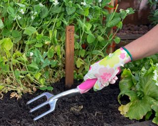 mulching peas in veg beds with compost