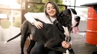 Great Dane trying to sit on woman's lap