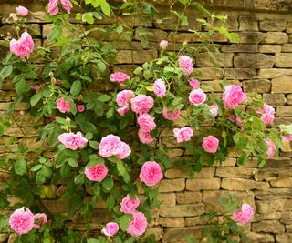 Climbing roses on a wall