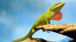 Anoles