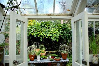 From the inside of the greenhouse, looking out.