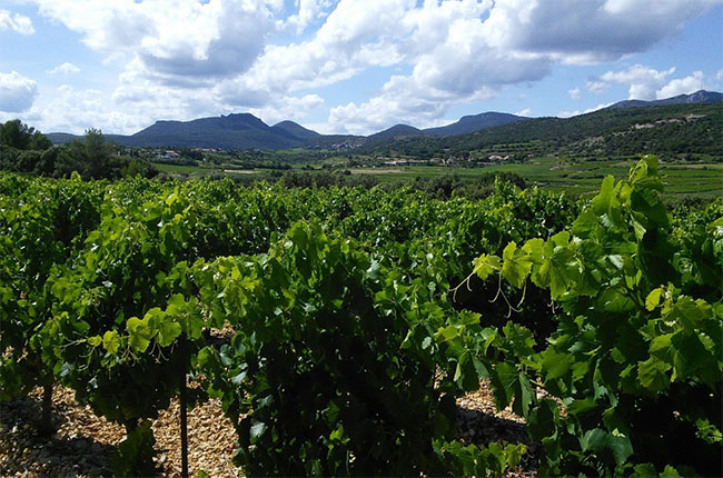 Montpeyroux in Languedoc.
