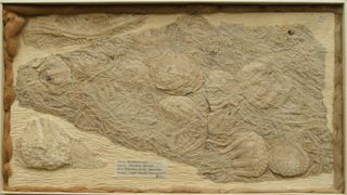 Fossils of the Cretaceous crinoid Uintacrinus socialis are preserved in a slab held in the collection of the Sedgwick Museum of Earth Sciences in Cambridge, UK.