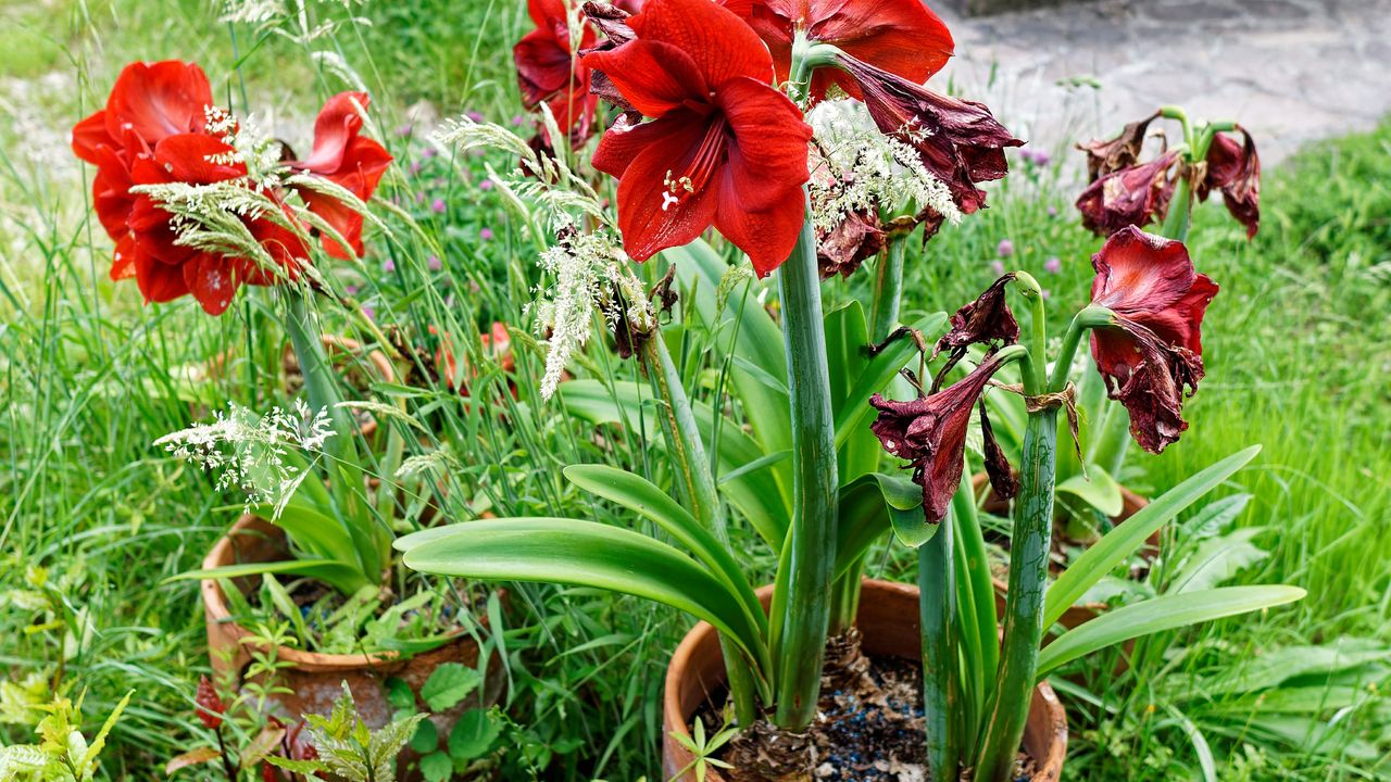 Red potted amaryllis in a garden