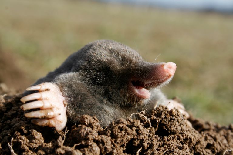 Moles used as archaeologists in Denmark | The Week