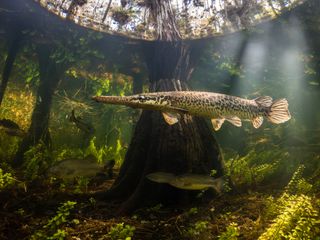 Underwater Photographer of the Year 2025