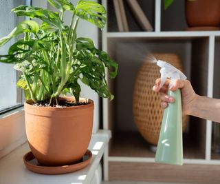 Gardener sprays monstera plant from spray bottle