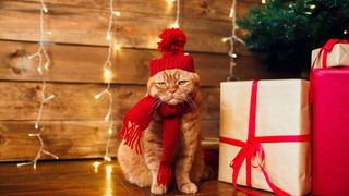 Cat dressed up in red festive Christmas hat and jumper with presents and lights