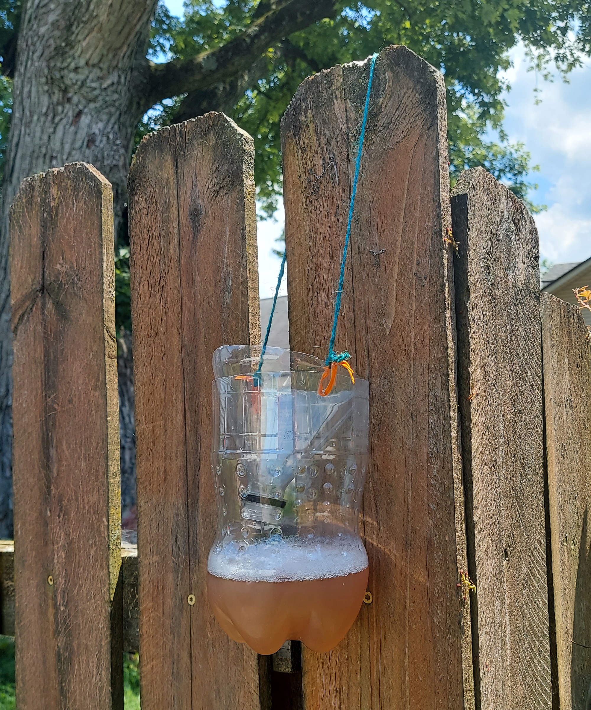 DIY yellowjacket trap