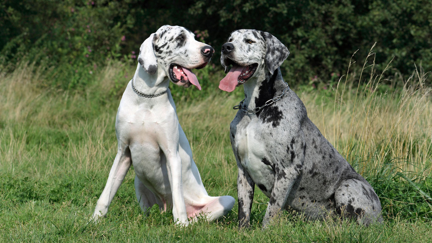 A pair of Great Danes, one of the cutest dog breeds
