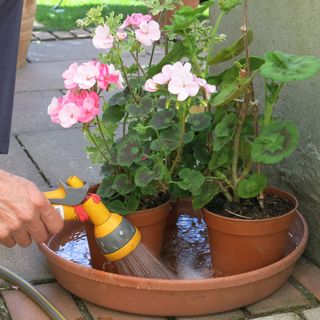 watering plants via a water tray