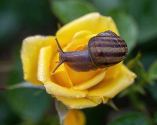 Snail on yellow rose flower