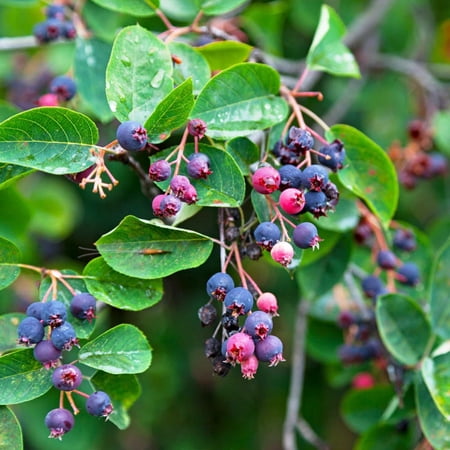 Expert Gardener 1-2' Serviceberry Autumn Brilliance&amp;reg; in 1 Gal. Grower Pot