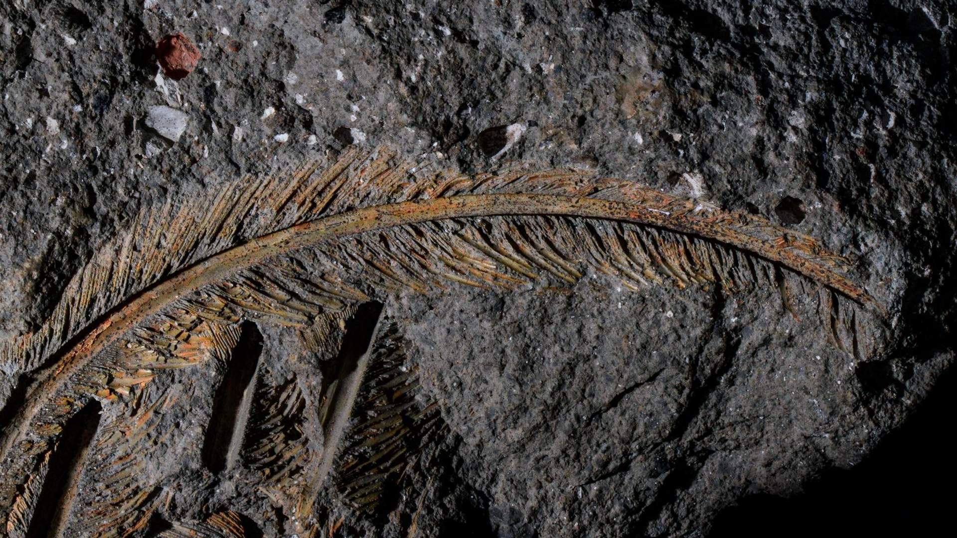 30,000-year-old fossilized vulture feathers 'nothing like what we usually see' preserved in volcanic ash