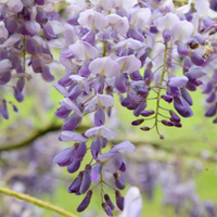 Wisteria sinensis&nbsp;'Amethyst' at Waitrose Garden