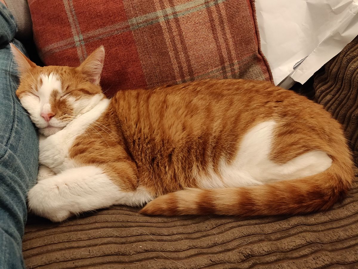 In slightly lower light, the OnePlus 6 is still capable of producing detailed feline photos