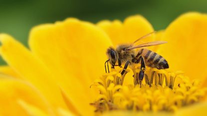 Bee pollinates a yellow flower