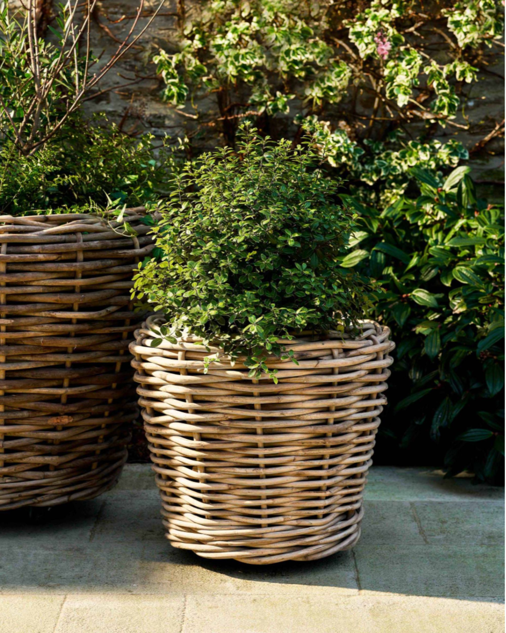 A rattan planter with a dark green plant.