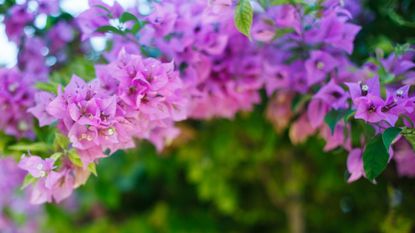 Pink bougainvillea in bloom in a garden