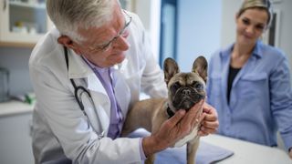 French Bulldog at vet