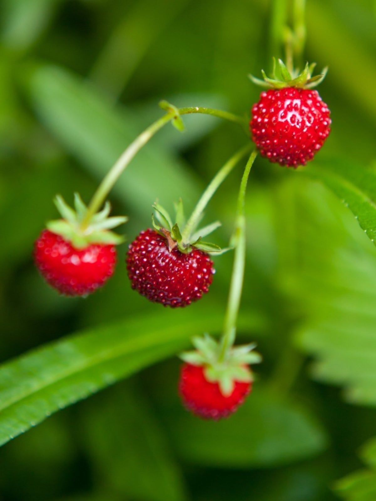 Fraises De Bois Strawberries