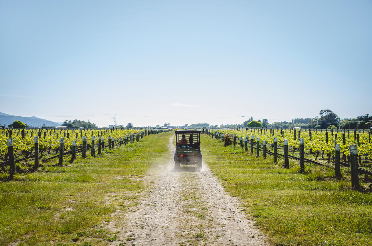 Staff driving through vineyards at White Cloud winery in Marlborough, New Zealand.