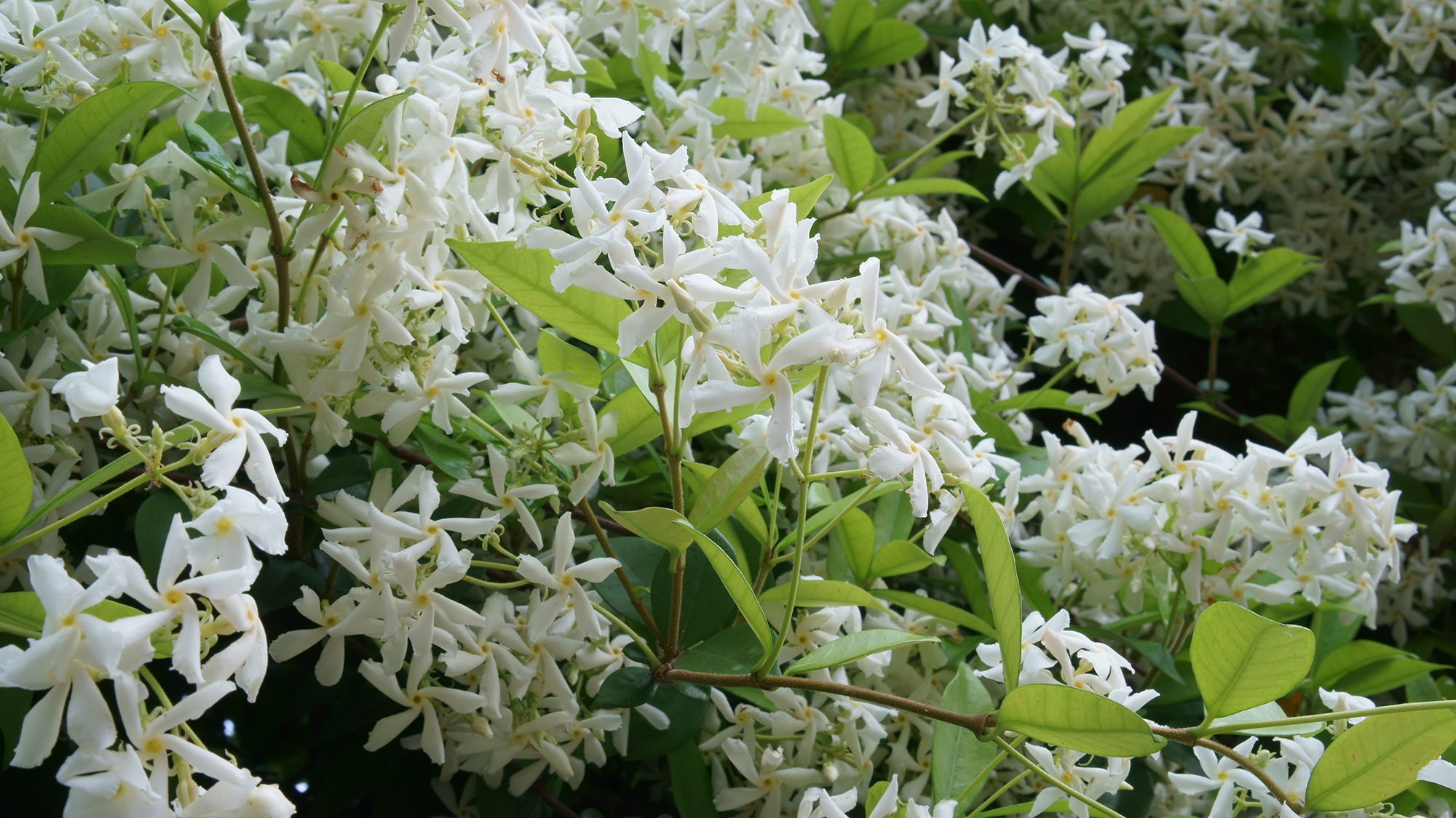 Star jasmine climbing plant in full bloom with white flowers and yellow centres