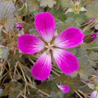 the bright pink flower of orkney cherry geranium