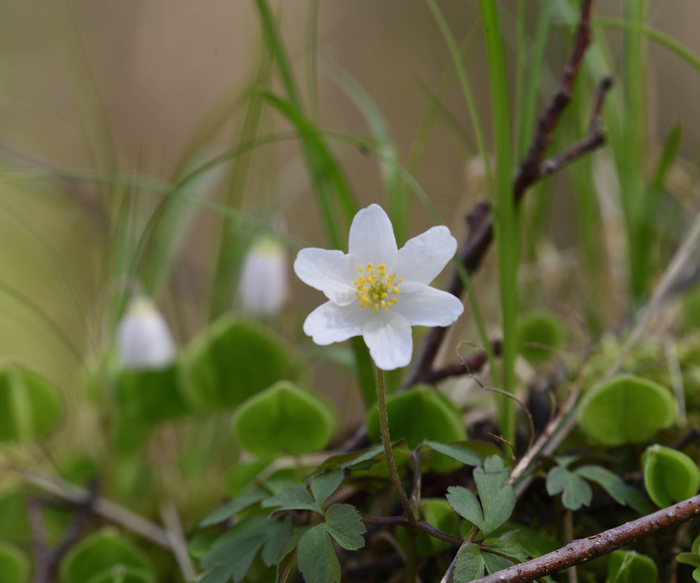 White wood anemone flower