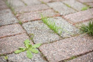 weeds growing through cracks in paving