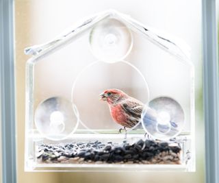 A red finch at a window bird feeder