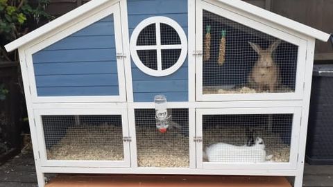 Pets at Home Foxglove Guinea Pig and Rabbit Hutch