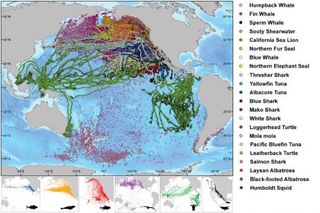 Travel tapestry: The mapped movements of the 23 tracked species. (Sword fish are not included in this figure.)