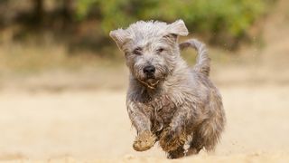 Glen of Imaal terrier running