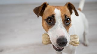 Jack Russell holding a dog bone between its teeth