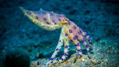 A yellow octopus with blue rings on its body sitting on the seafloor